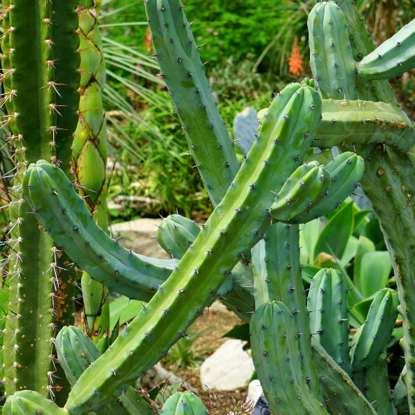 Cactus - Ritterocereus Pruinosus