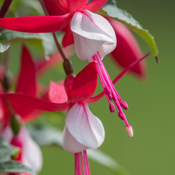 Fuchsia 'Alice Hoffman' - Fuchsia 'Alice Hoffman'
