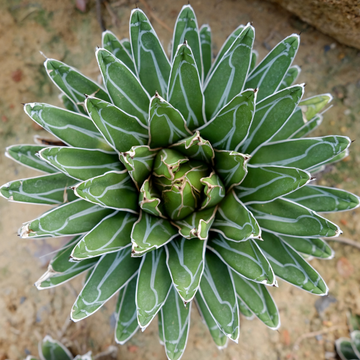 Agave de la Reine Victoria - Agave victoriae reginae