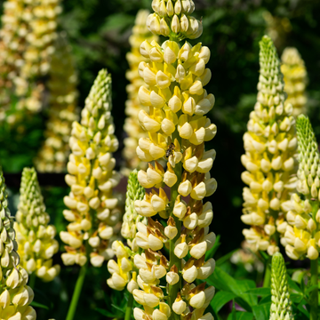 Lupin nain jaune -  ‘Gallery Yellow'