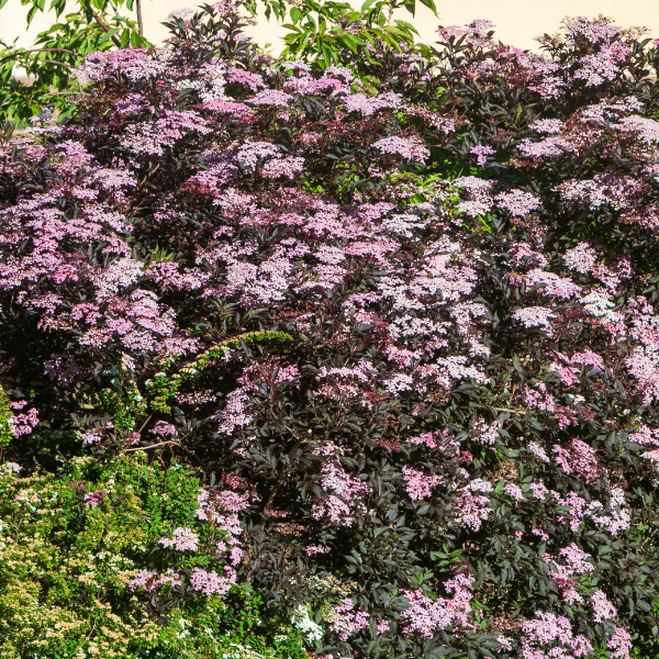 Sureau noir 'Black Tower'® - Sambucus nigra 'Black Tower®'