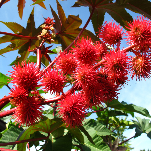 Ricinus Communis