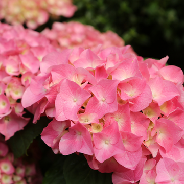 Hortensia 'Bouquet Rose' -  Hydrangea macrophylla 'Bouquet Rose'