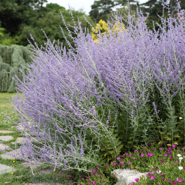 Sauge d'Afghanistan 'Lacey Blue' - Perovskia atriplicifolia 'Lacey Blue'