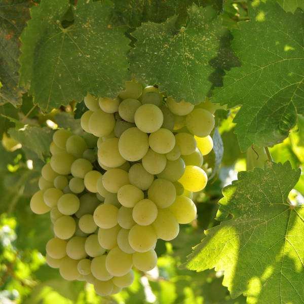 Vigne 'Perlette' - Vitis vinifera 'Perlette'