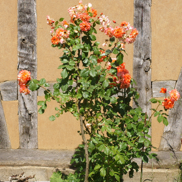 Rosier Tige