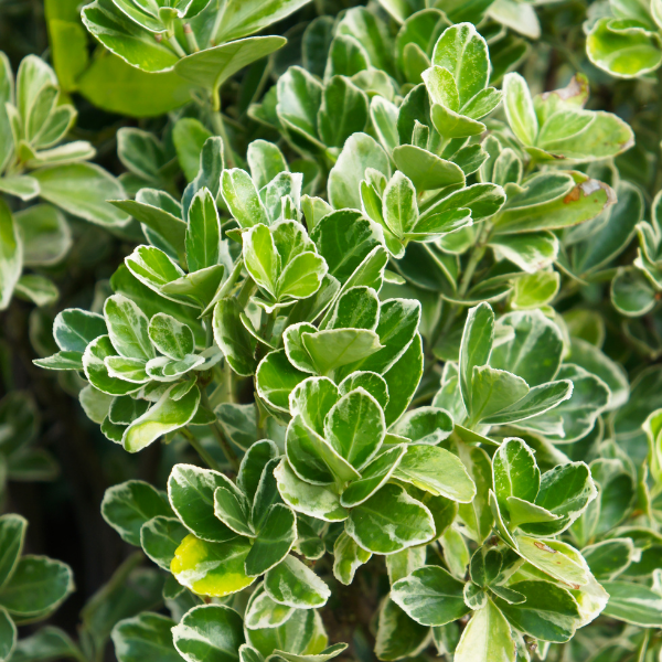 Fusain du Japon 'President Gauthier' - Euonymus japonicus 'President Gauthier'