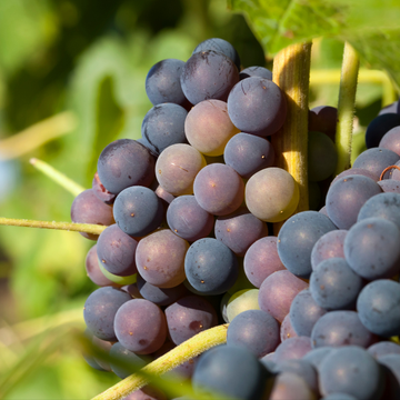 Vigne 'Frankenthaler' - Vitis vinifera 'Frankenthaler'