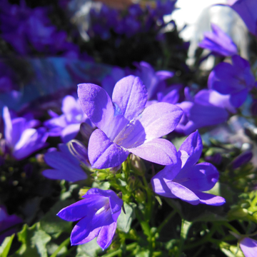 Campanula Port. Get Mee