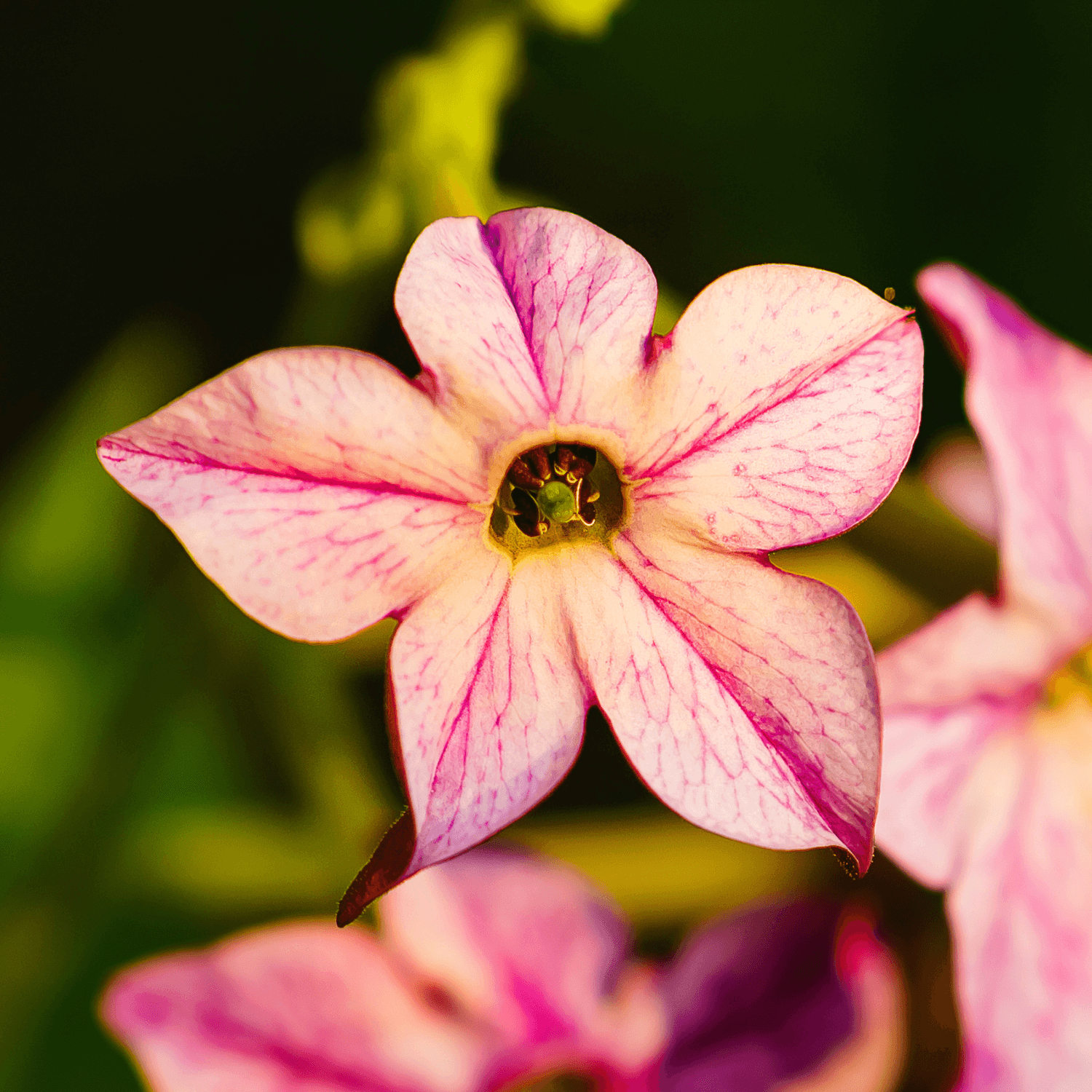 Tabac Ornemental - Nicotiana alata - FLEURANDIE