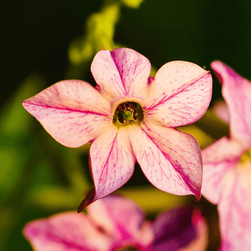 Tabac Ornemental - Nicotiana alata