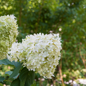 Hortensia Paniculata 'Magical Candle - Hydrangea Paniculata 'Magical Candle