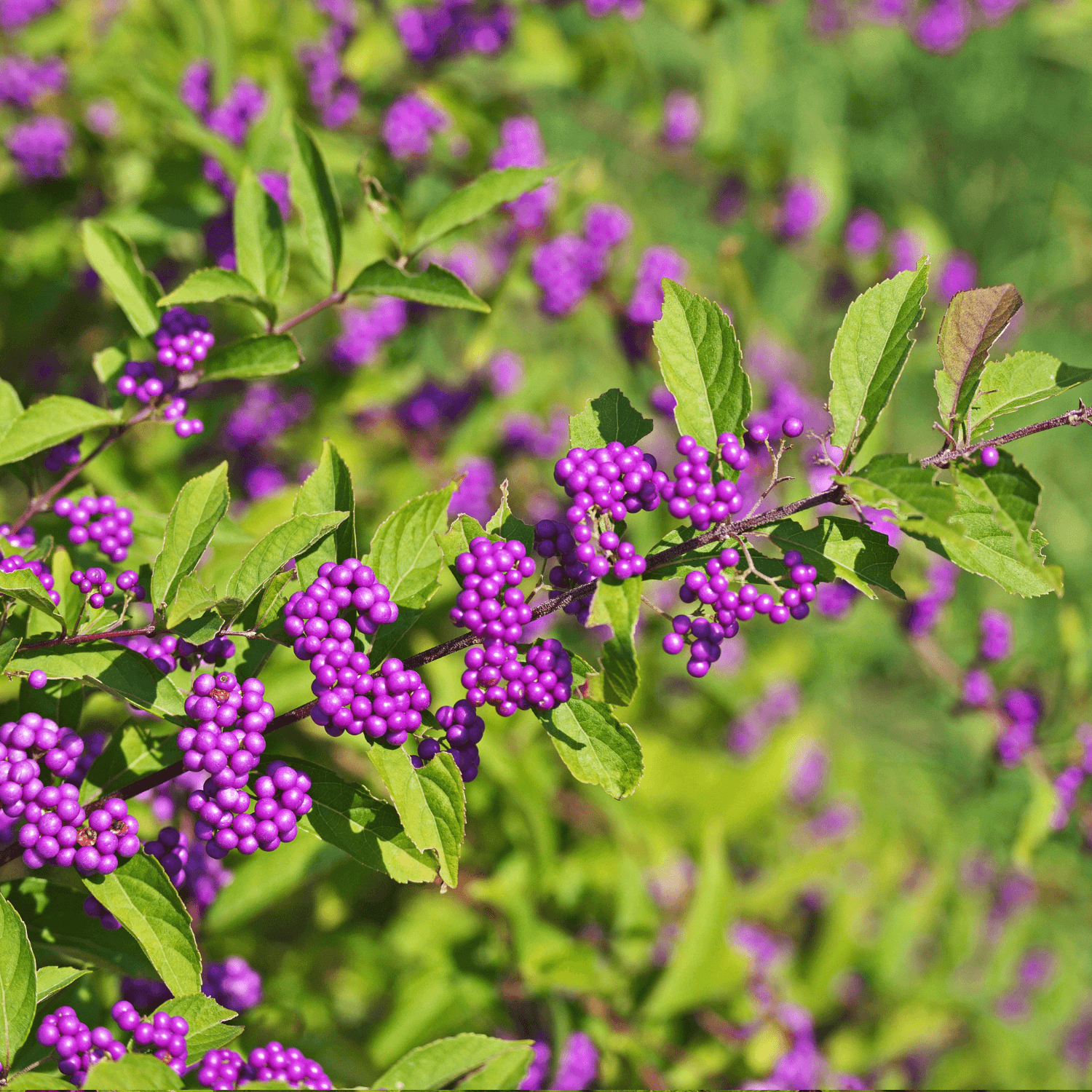 Arbuste aux bonbons 'Profusion' - Callicarpa bodinieri 'Profusion' - FLEURANDIE