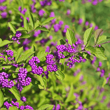 Arbuste aux bonbons 'Profusion' - Callicarpa bodinieri 'Profusion'