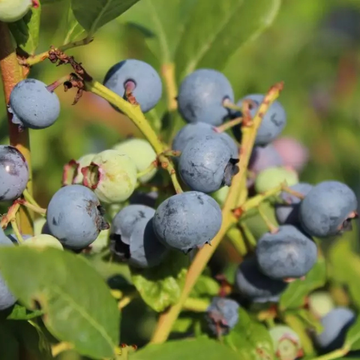 Myrtille d'Amérique 'Spartan' - Vaccinium corymbosum 'Spartan'
