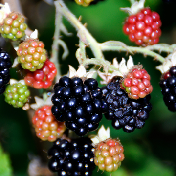 Mûrier 'Triple Crown' - Rubus fruticosus 'Triple Crown'