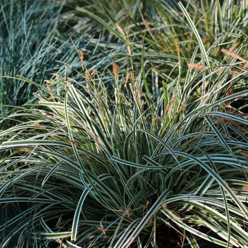 Laîche d'Oshima 'Everest' - Carex oshimensis 'Everest'