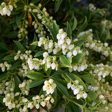 Andromède du Japon 'Debutante' - Pieris japonica 'Debutante'
