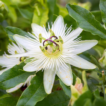 Passiflore, Fleur de la passion 'Constance Elliot' - Passiflora caerulea 'Constance Elliot'
