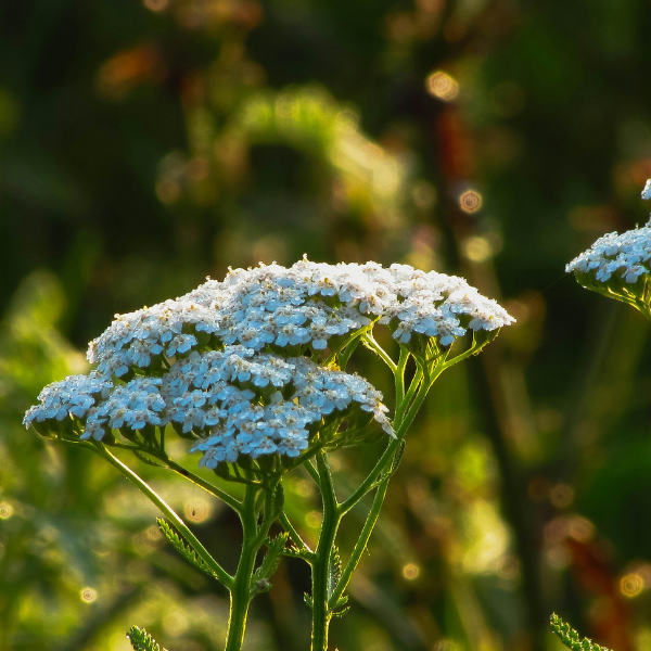 Achillea Millefolium