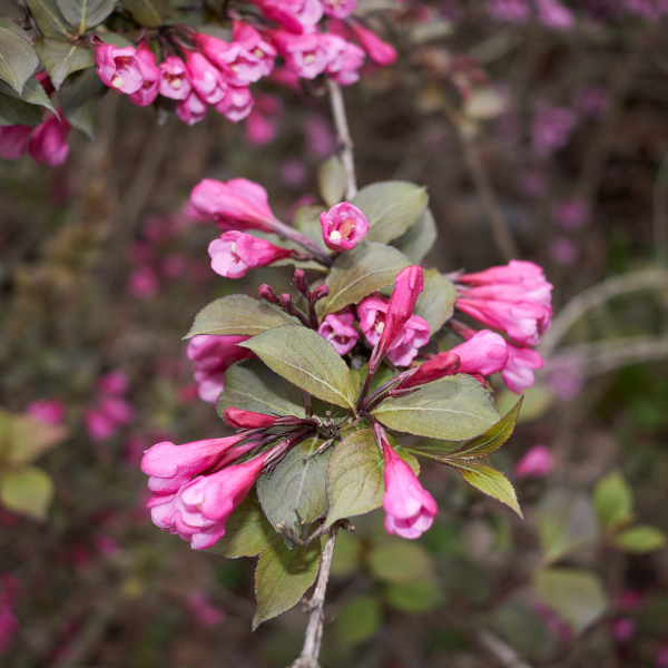 Weigela florida 'Nana Purpurea' - Weigela florida 'Nana Purpurea'