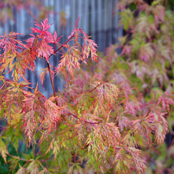 Érable du Japon 'Seiryu' - Acer palmatum 'Seiryu'
