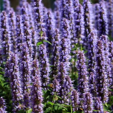 Sauge reine des bleues - Salvia nemorosa reine des bleues