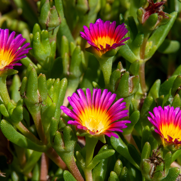 Pourpier Vivace Rose Vif Coeur Jaune -  nubigenum 'WoW Hot Pink Wonder'