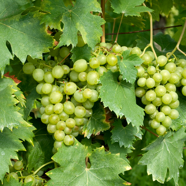 Vigne Argentina -  Vitis Vinifera Argentina