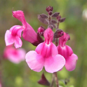 Sauge de Gregg 'Icing sugar' - Salvia greggii 'Icing sugar'