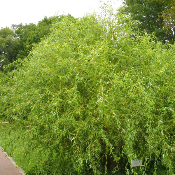 Saule tortueux pleureur - Salix x sepulcralis 'Erythroflexuosa'