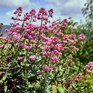 Valériane Rouge 'Coccineus' - Centranthus Ruber 'Coccineus'