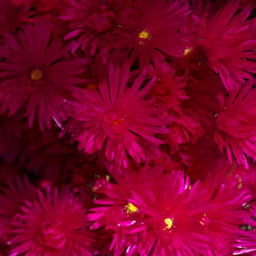 Pourpier vivace rouge carmin -Delosperma cooperi