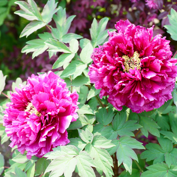 Pivoine Arbustif - Paeonia suffruticosa