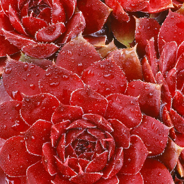 Sempervivum Chick Charms Chocolate Kiss