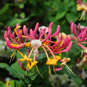 Chèvrefeuille grimpant 'Gold Flame' - Lonicera heckrottii 'Gold Flame'
