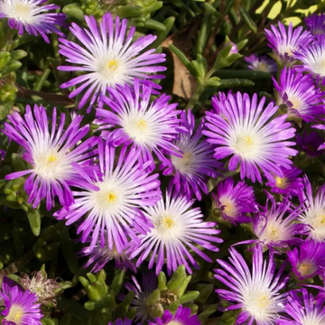 Pourpier Vivace Violet Foncé Coeur Violet Pâle -  nubigenum 'WoW Violet Wonder'