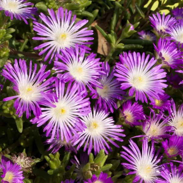 Pourpier Vivace Violet Foncé Coeur Violet Pâle -  nubigenum 'WoW Violet Wonder'
