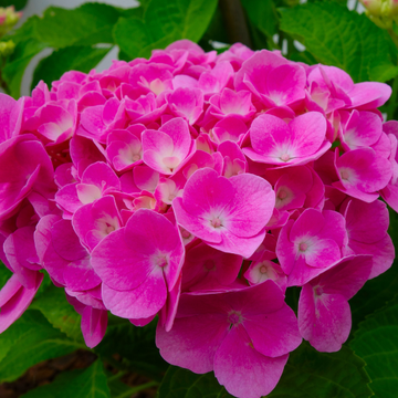 Hortensia 'King George VII' - Hydrangea macrophylla 'King George VII'