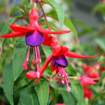 Fuchsia Vivace Rouge Et Violet - Feuillage Jaune - Fuchsia 'Genii'