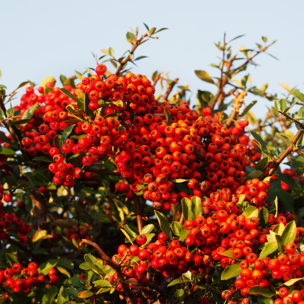 Buisson ardent coccinea Mohave
