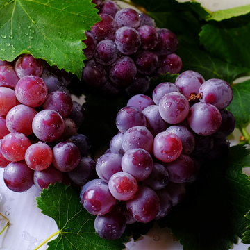 Vigne Ampelia® 'Aladin' - Vitis vinifera 'Ampelia® Aladin'