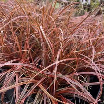 Uncinia Rubra Everflame