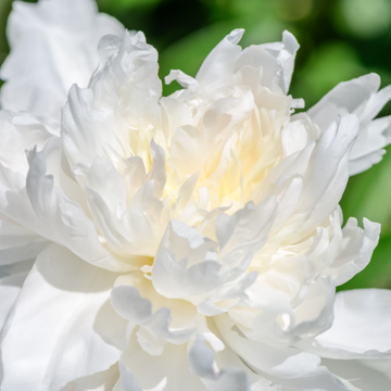 Pivoine De Chine 'Immaculée' - Paeonia Lactiflora 'Immaculée'