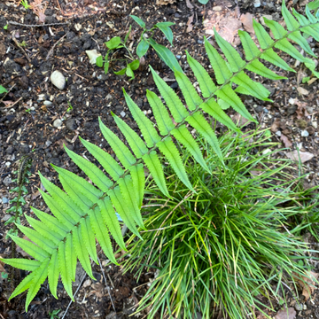 Dryopteris atrata - Dryopteris atrata