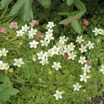 Gazon Turc - Saxifraga Hypnoides 'Densa'