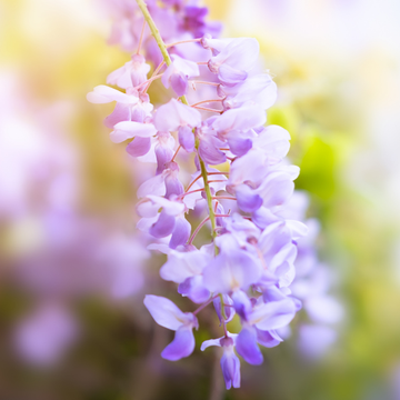 Glycine de Chine - Wisteria sinensis