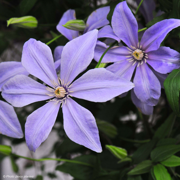 Clematis Scented Clem (Sugar Sweet)