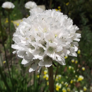 Gazon d'Espagne 'Ballerina Blanc '- Armeria pseudarmeria 'Ballerina White'