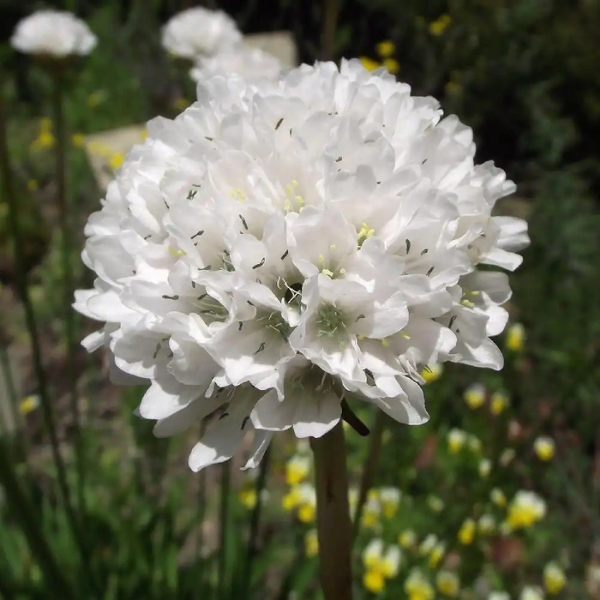 Gazon d'Espagne 'Ballerina Blanc '- Armeria pseudarmeria 'Ballerina White'